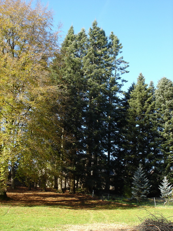 rencontre avec des arbres remarquables