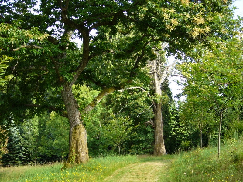 Les allées