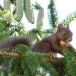 The squirrel