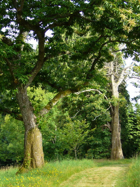 Les allées
