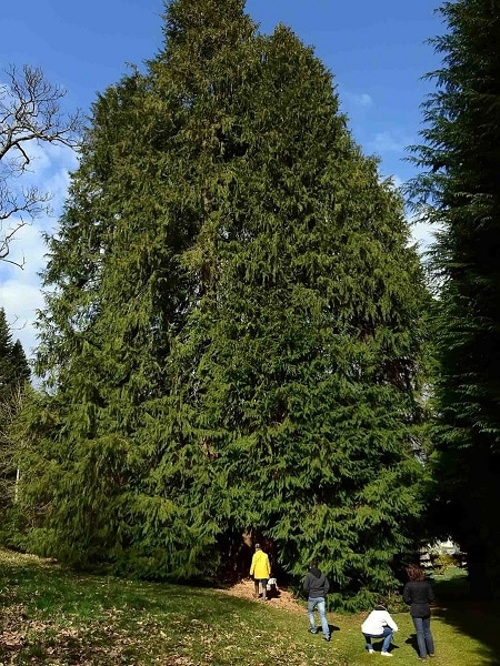 Le cyprès géant