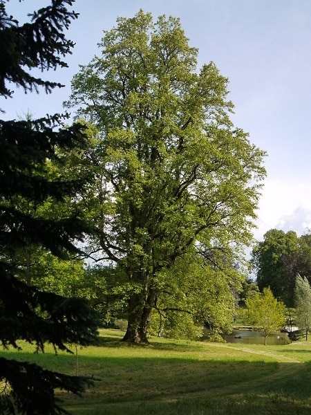 Le tulipier de Virginie