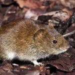 The vole