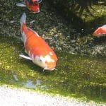 A koi carp