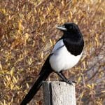 The chattering magpie