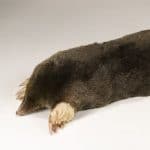 The mole