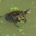 Florida turtle