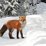 The fox