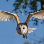 The owl