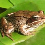 The frog