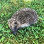 The hedgehog