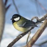 The chickadee