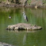 The heron