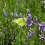 A butterfly