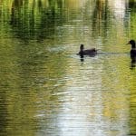 The ducks